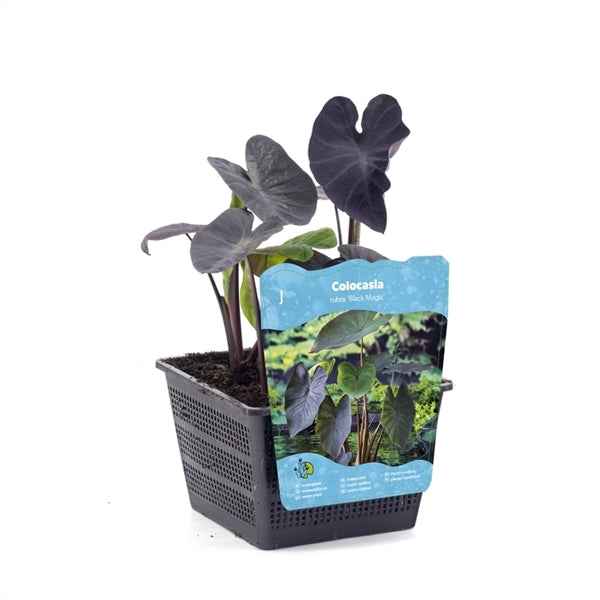 Colocasia Rubra Black Magic 18x18