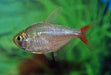 Hyphessobrycon Columbianus - Aquariumvissen