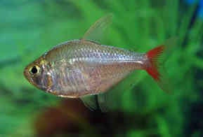 Hyphessobrycon Columbianus - Aquariumvissen
