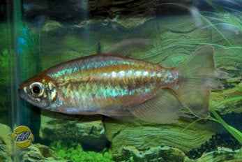 Congozalm Blauw