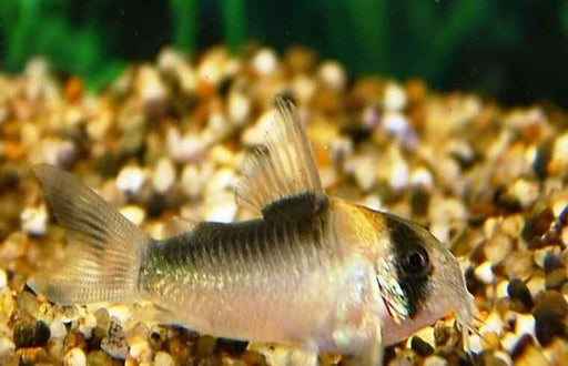 Corydoras Adolfi