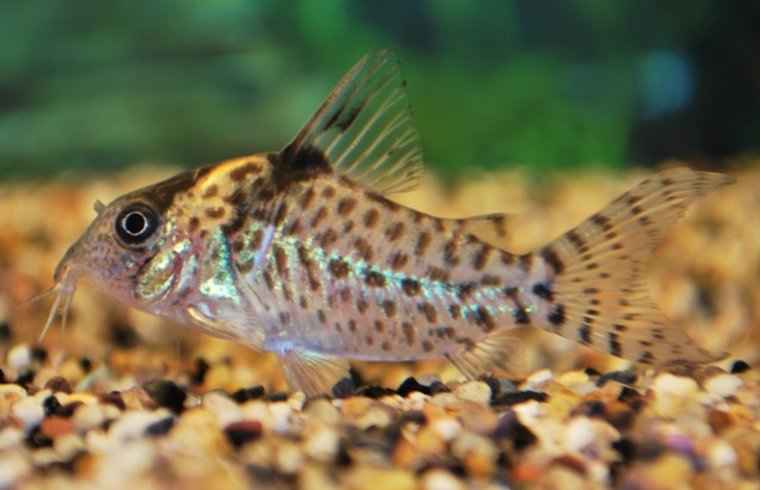 Corydoras Agassizii
