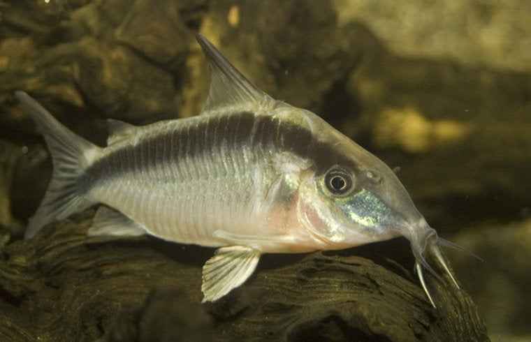 Corydoras Arcuatus