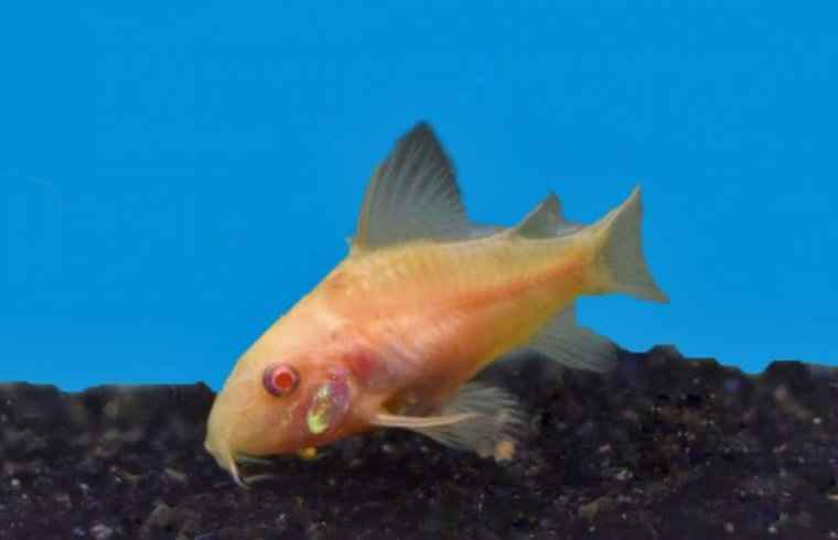 Corydoras Aeneus Albino