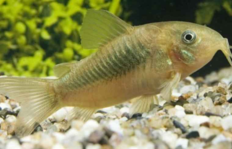 Corydoras Aeneus