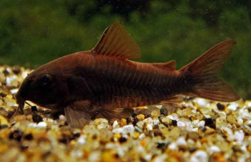 Corydoras Black Venezuela