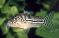 Corydoras Julii - Aquariumvissen - Aquariumwinkel