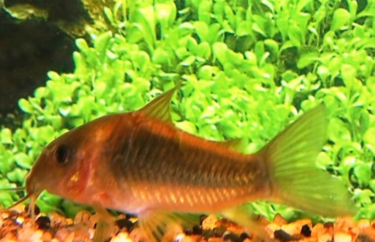 Corydoras Orange Venezuela