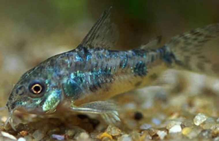 Corydoras Paleatus