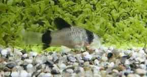 Corydoras Panda