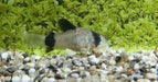 Hoplisoma Panda - Corydoras Panda