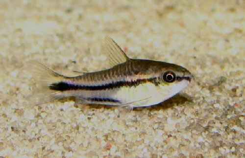 Corydoras Pygmaeus