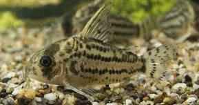 Corydoras Schwartzi