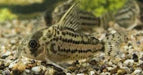 Corydoras Schwartzi - Hoplisoma Schwartzi - Aquariumvissen