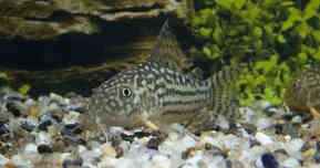 Corydoras Sterbai