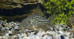Corydoras Sterbai - Hoplisoma Sterbai