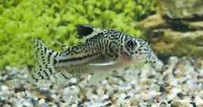 Corydoras Trilineatus