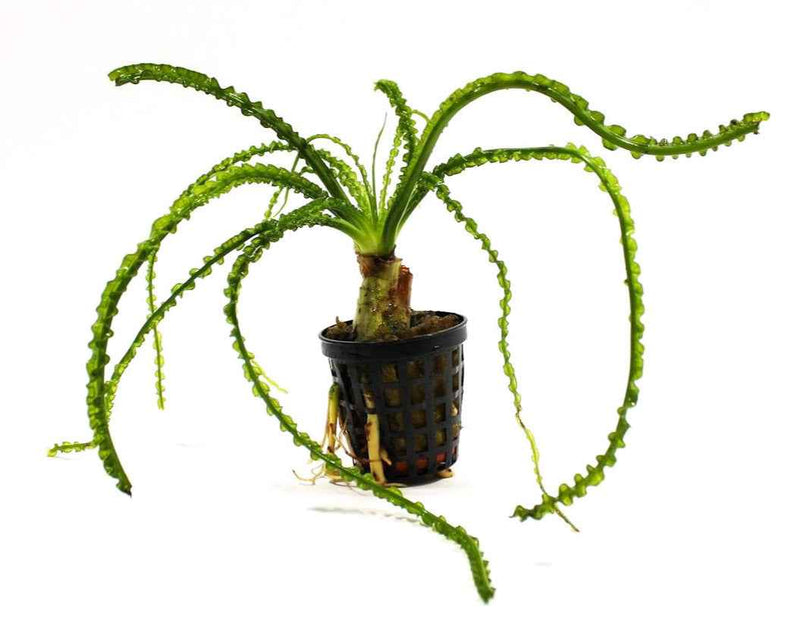 Crinum Calamistratum