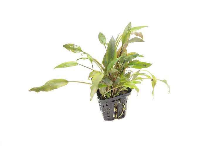 Cryptocoryne Species 'Brown'