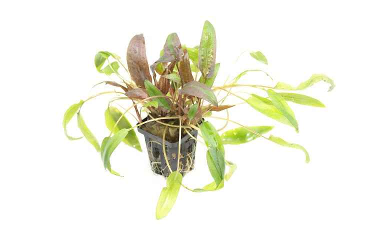Cryptocoryne Species 'Green'