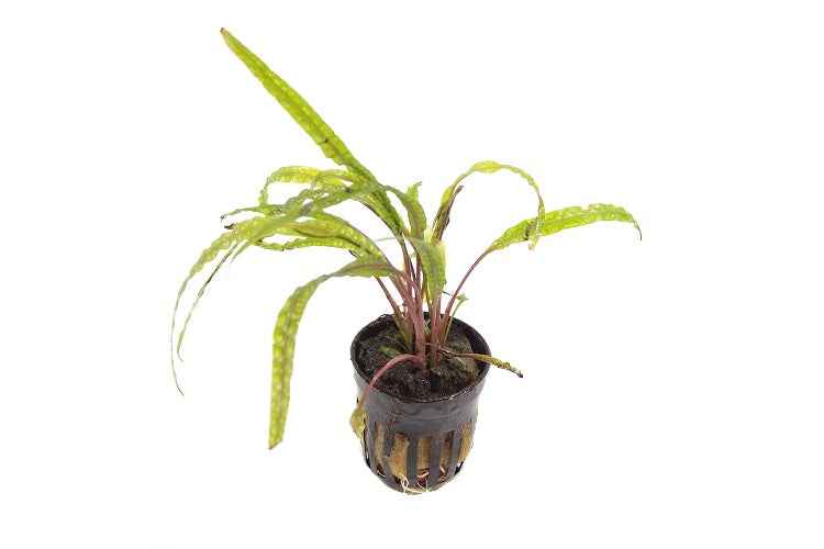Cryptocoryne Balansae
