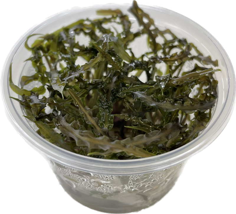Cryptocoryne Balansae - In Vitro