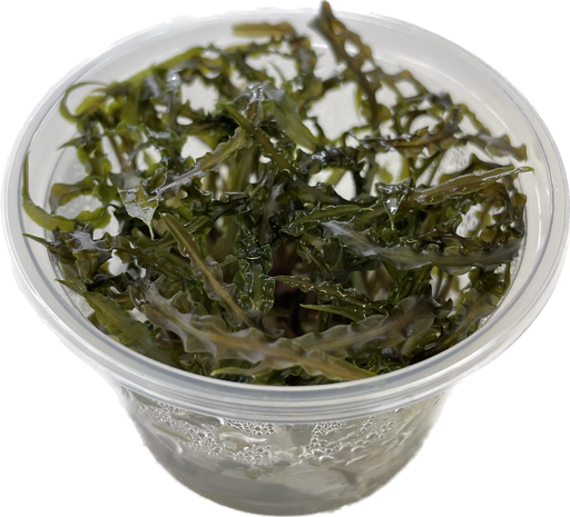 Cryptocoryne Balansae - In Vitro