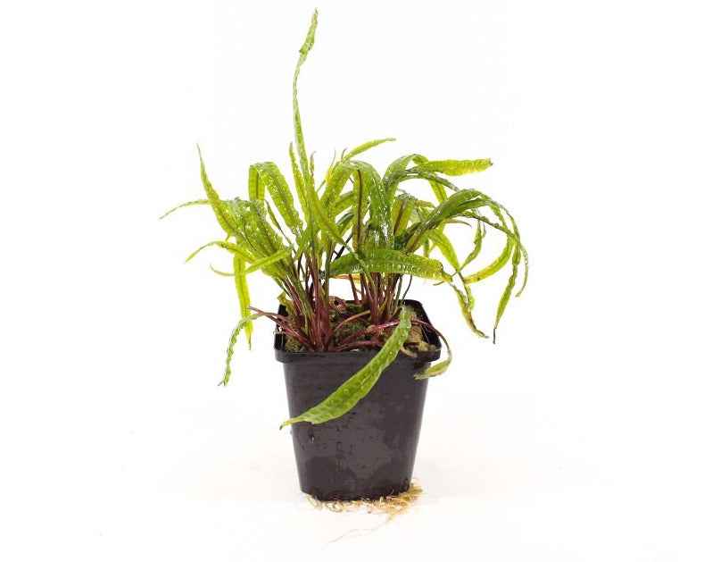 Cryptocoryne Balansae XL