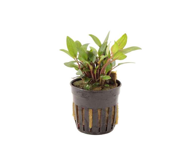 Cryptocoryne Beckettii - In Vitro