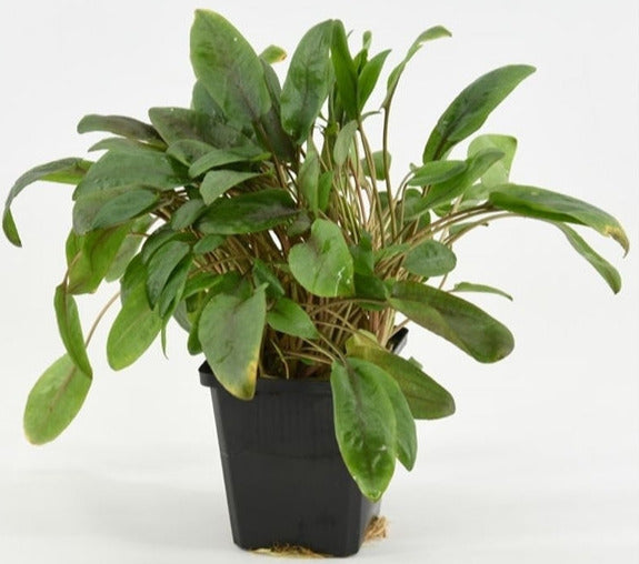 Cryptocoryne Beckettii XL - Aquascape - Aquariumplanten