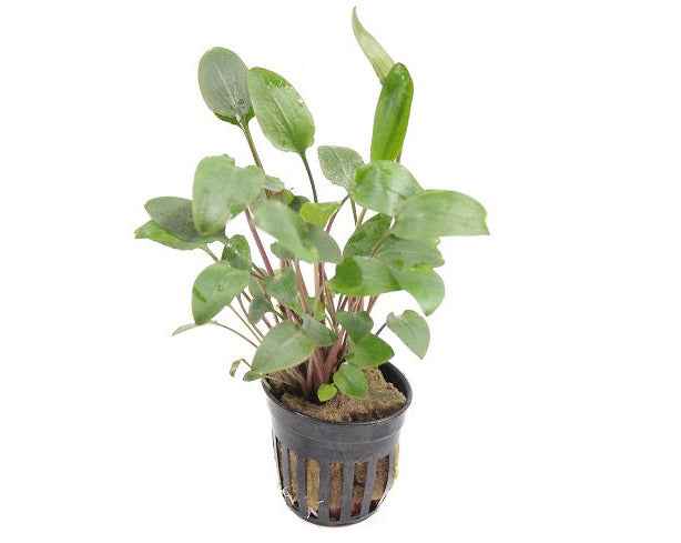 Cryptocoryne Bullosa
