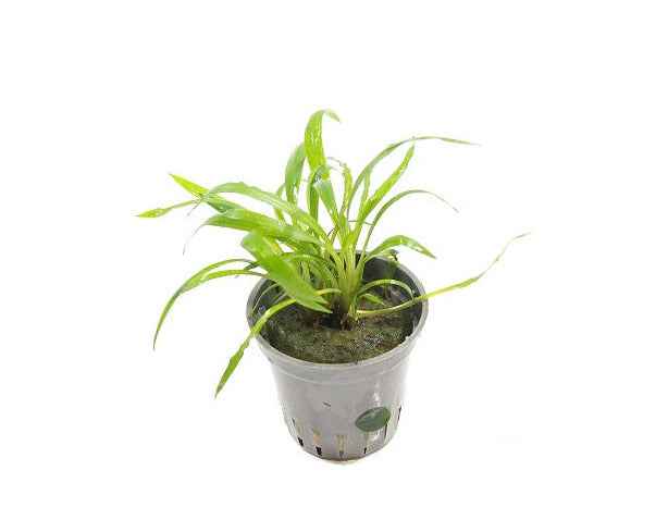 Cryptocoryne Costata - Cryptocoryne Albida