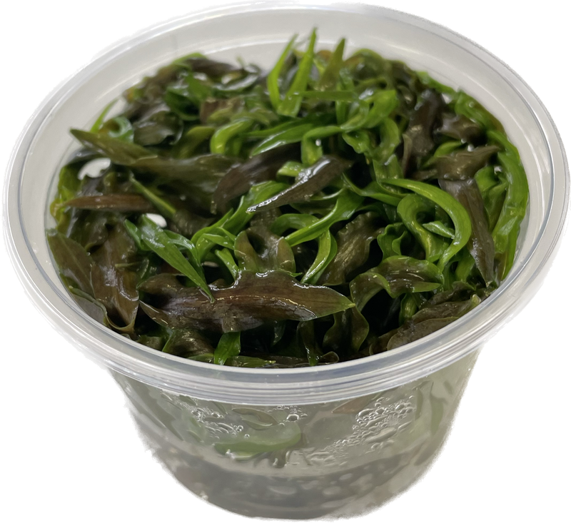 Cryptocoryne Costata - In Vitro