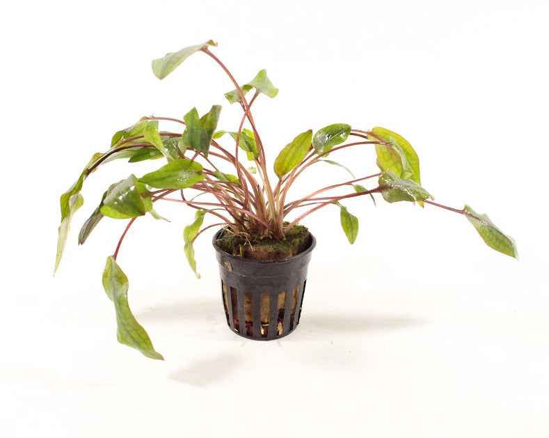 Cryptocoryne Indonesii