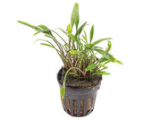 Cryptocoryne Lucens XL