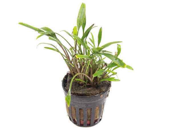 Cryptocoryne Lucens XL