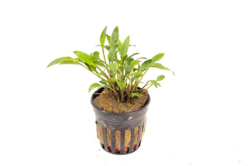 Cryptocoryne Lutea