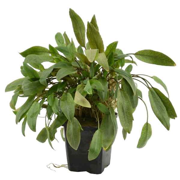 Cryptocoryne Mix XL
