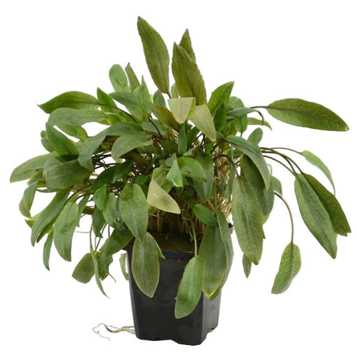 Cryptocoryne Mix XL - Aquascape - Aquariumplanten