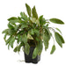 Cryptocoryne Mix XL - Aquascape - Aquariumplanten