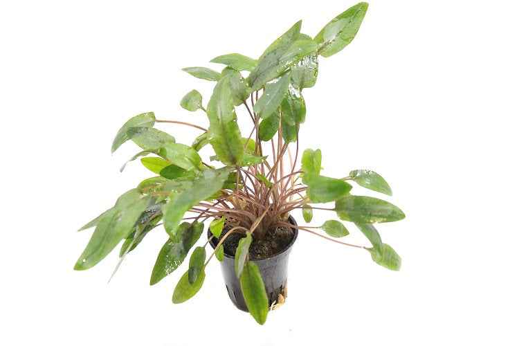 Cryptocoryne Moehlmannii