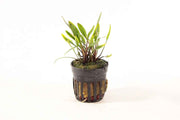 Cryptocoryne Nevellii
