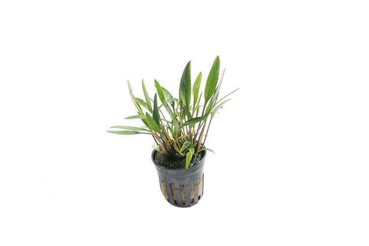 Cryptocoryne Nevellii