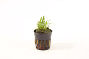 Cryptocoryne Parva - Aquascape - Aquariumplanten