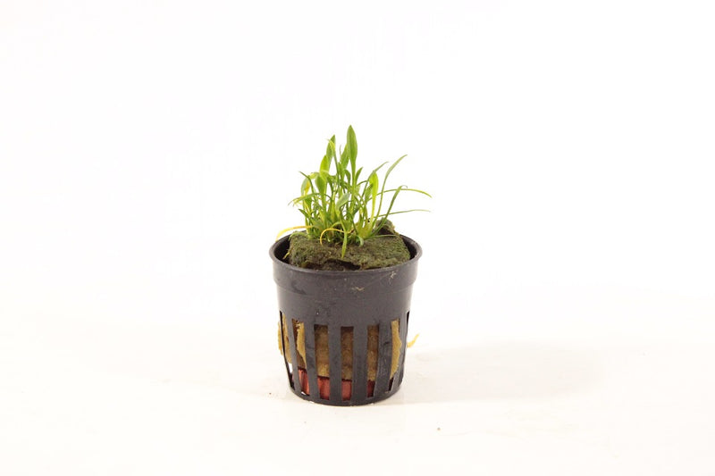 Cryptocoryne Parva - Aquascape - Aquariumplanten