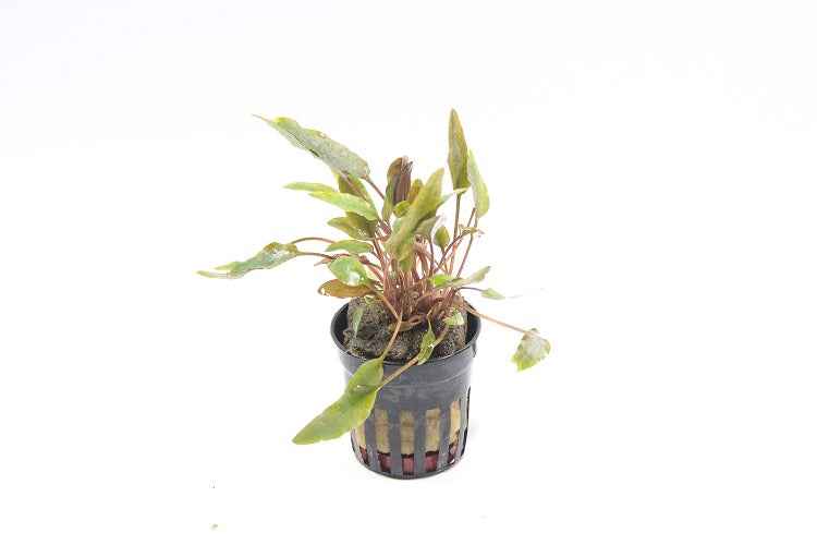 Cryptocoryne Petchii