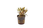 Cryptocoryne Petchii Pink