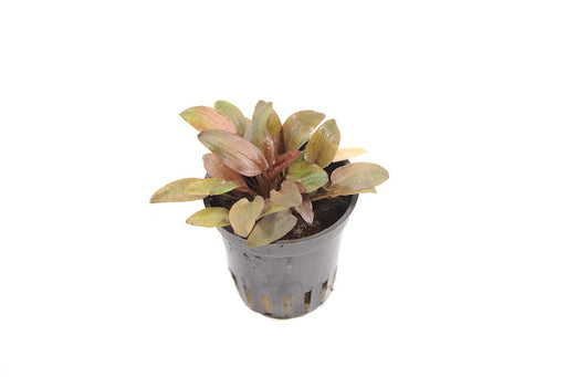 Cryptocoryne Petchii Pink - Aquascape - Aquariumplanten