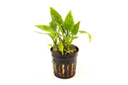 Cryptocoryne Pontederiifolia