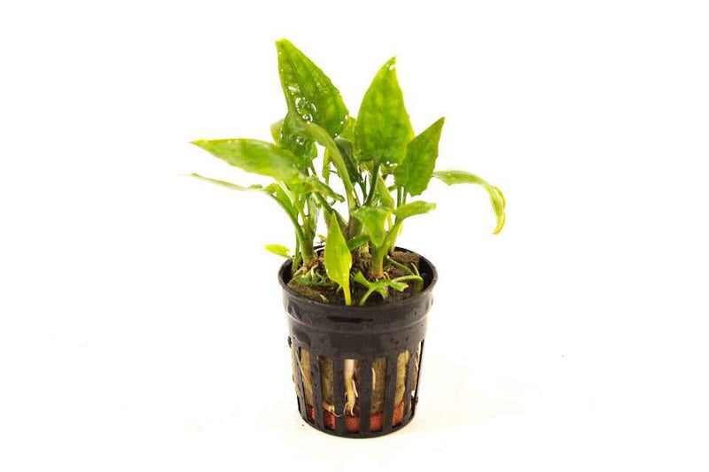 Cryptocoryne Pontederiifolia